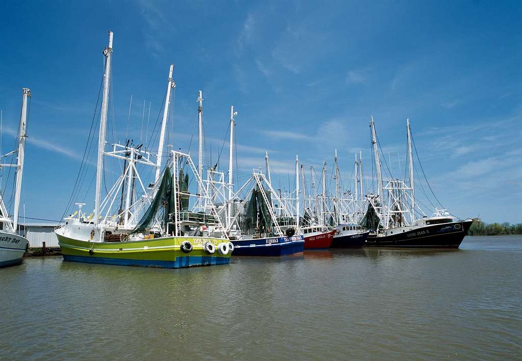 Shrimp Testing in Shreveport Reveals Widespread Mislabeling